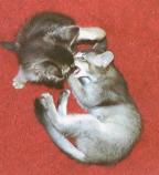 Fighting