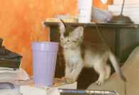 Pixel