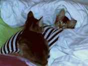 Cocoa & Pixel